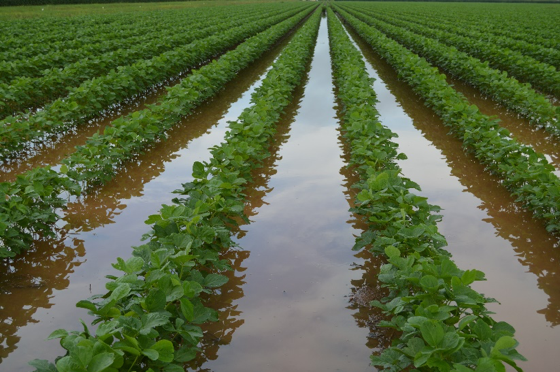 soybean flooding figure 1png
